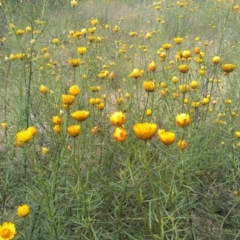 Xerochrysum viscosum at Hackett, ACT - 1 Dec 2021