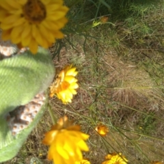 Xerochrysum viscosum at Hackett, ACT - 1 Dec 2021 09:48 AM