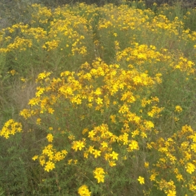 Hypericum perforatum (St John's Wort) at Mount Ainslie - 30 Nov 2021 by JasoL