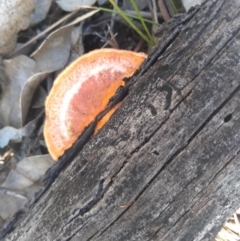 Trametes coccinea (Scarlet Bracket) at Hackett, ACT - 1 Dec 2021 by JasoL