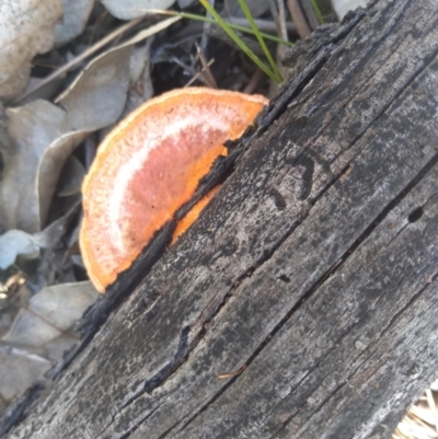 Trametes coccinea (Scarlet Bracket) at Mount Majura - 30 Nov 2021 by JasoL