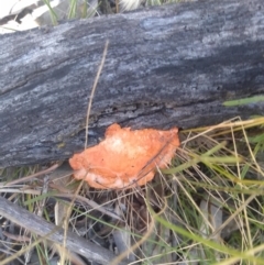 Trametes coccinea at Hackett, ACT - 1 Dec 2021