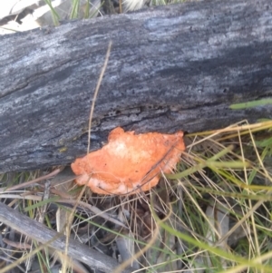 Trametes coccinea at Hackett, ACT - 1 Dec 2021