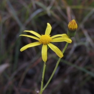 Senecio madagascariensis at Stony Creek, NSW - 16 Jul 2020 12:48 PM