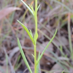 Senecio madagascariensis at Stony Creek, NSW - 16 Jul 2020 12:48 PM