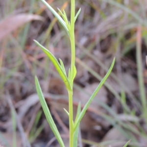 Senecio madagascariensis at Stony Creek, NSW - 16 Jul 2020