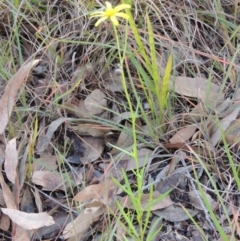 Senecio madagascariensis at Stony Creek, NSW - 16 Jul 2020 12:48 PM