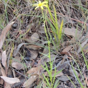 Senecio madagascariensis at Stony Creek, NSW - 16 Jul 2020 12:48 PM