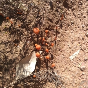 Laccaria sp. at Hackett, ACT - 1 Dec 2021