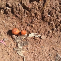 Laccaria sp. at Hackett, ACT - 1 Dec 2021