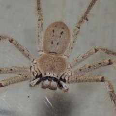 Isopeda sp. (genus) (Huntsman Spider) at Pollinator-friendly garden Conder - 10 Jan 2022 by michaelb