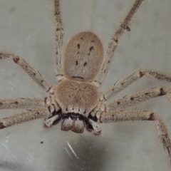 Isopeda (genus) (Huntsman Spider) at Conder, ACT - 10 Jan 2022 by MichaelBedingfield