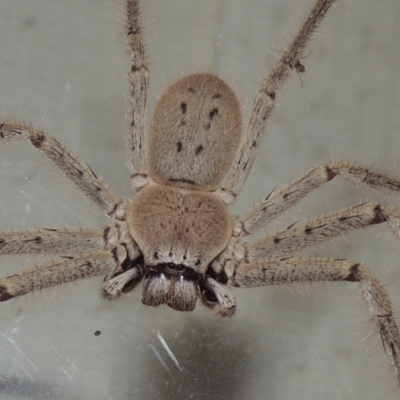 Isopeda (genus) (Huntsman Spider) at Conder, ACT - 10 Jan 2022 by MichaelBedingfield