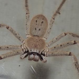 Isopeda sp. (genus) at Conder, ACT - 10 Jan 2022