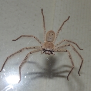 Isopeda sp. (genus) at Conder, ACT - 10 Jan 2022