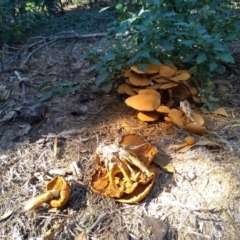 Gymnopilus junonius (Spectacular Rustgill) at Mount Ainslie to Black Mountain - 10 Apr 2021 by JasoL