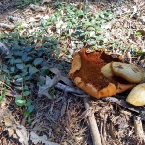 Gymnopilus junonius at Parkes, ACT - 10 Apr 2021