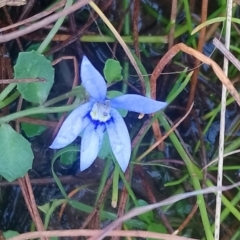 Isotoma fluviatilis subsp. australis (Swamp Isotome) at Mount Taylor - 28 Apr 2022 by RosemaryRoth