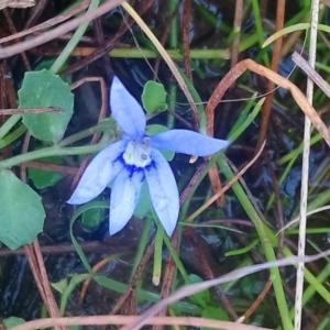 Isotoma fluviatilis subsp. australis at Kambah, ACT - 28 Apr 2022 03:57 PM