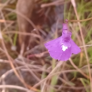 Utricularia dichotoma at Kambah, ACT - 28 Apr 2022 04:04 PM