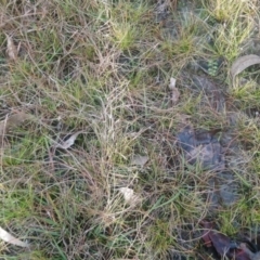 Utricularia dichotoma at Kambah, ACT - 28 Apr 2022