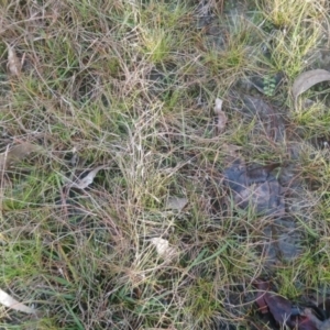 Utricularia dichotoma at Kambah, ACT - 28 Apr 2022