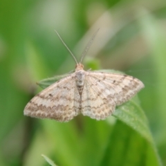 Scopula rubraria (Reddish Wave, Plantain Moth) at GG100 - 29 Apr 2022 by LisaH