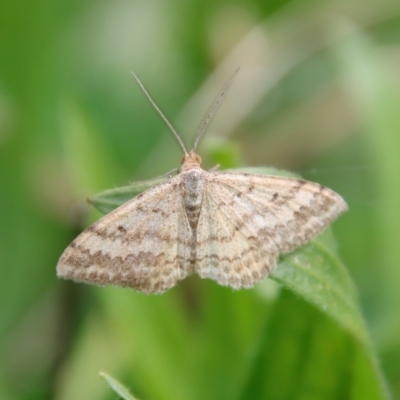 Scopula rubraria (Reddish Wave, Plantain Moth) at Hughes Grassy Woodland - 29 Apr 2022 by LisaH