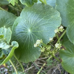 Hydrocotyle bonariensis at Edrom, NSW - 23 Apr 2022 01:23 PM