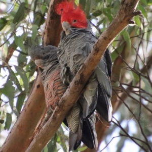 Callocephalon fimbriatum at Hughes, ACT - 29 Apr 2022