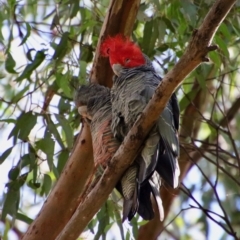 Callocephalon fimbriatum at Hughes, ACT - suppressed