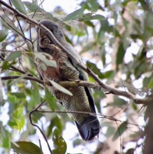 Callocephalon fimbriatum at Hughes, ACT - suppressed