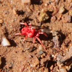 Trombidiidae sp. (family) (Red velvet mite) at Hughes, ACT - 29 Apr 2022 by LisaH
