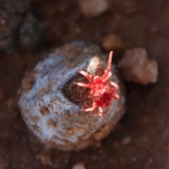 Trombidiidae (family) at Hughes, ACT - 29 Apr 2022