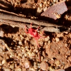 Trombidiidae (family) at Hughes, ACT - 29 Apr 2022 11:39 AM