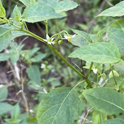 Solanum chenopodioides (Whitetip Nightshade) at Ben Boyd National Park - 23 Apr 2022 by JaneR