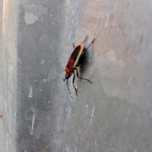 Dindymus versicolor at Chisholm, ACT - suppressed