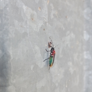 Dindymus versicolor at Chisholm, ACT - 29 Apr 2022