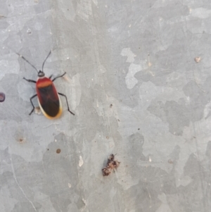 Dindymus versicolor at Chisholm, ACT - 29 Apr 2022