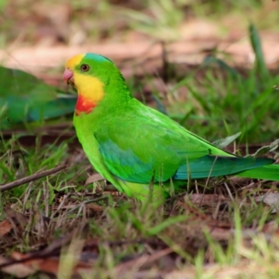 Polytelis swainsonii (Superb Parrot) at Hughes, ACT - 29 Apr 2022 by LisaH