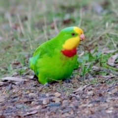 Polytelis swainsonii (Superb Parrot) at Hughes, ACT - 29 Apr 2022 by LisaH