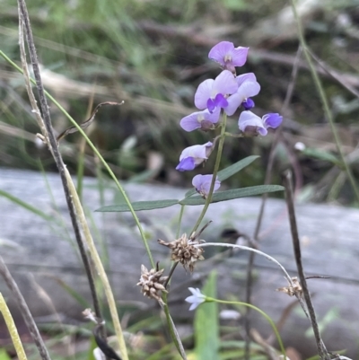 Glycine clandestina (Twining Glycine) at Edrom, NSW - 23 Apr 2022 by JaneR