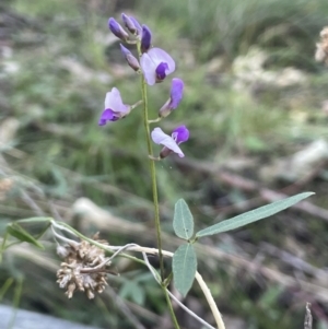 Glycine clandestina at Edrom, NSW - 23 Apr 2022