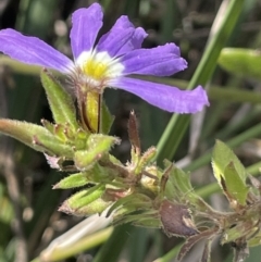 Scaevola aemula (Common Fan-flower) at Ben Boyd National Park - 23 Apr 2022 by JaneR