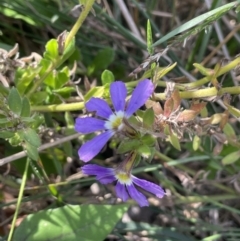 Scaevola aemula at Edrom, NSW - 23 Apr 2022 10:23 AM