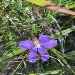 Scaevola ramosissima (Hairy Fan-flower) at Edrom, NSW - 23 Apr 2022 by JaneR