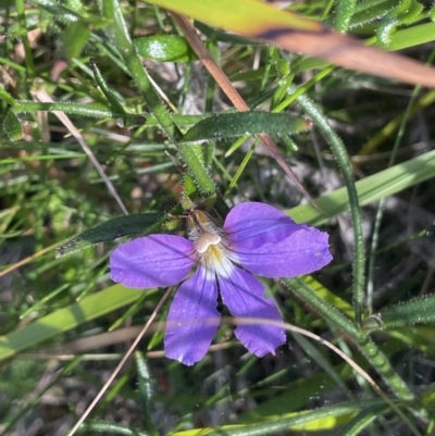 Scaevola ramosissima (Hairy Fan-flower) at Ben Boyd National Park - 23 Apr 2022 by JaneR