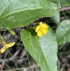 Goodenia ovata (Hop Goodenia) at Green Cape, NSW - 25 Apr 2022 by JaneR