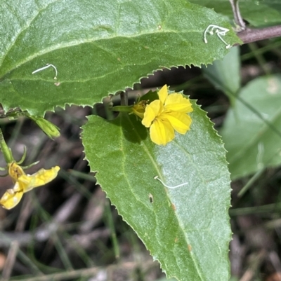 Goodenia ovata (Hop Goodenia) at Ben Boyd National Park - 25 Apr 2022 by JaneR