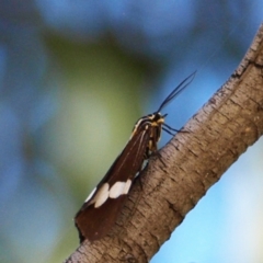 Nyctemera amicus (Senecio Moth, Magpie Moth, Cineraria Moth) at Mount Taylor - 29 Apr 2022 by MatthewFrawley